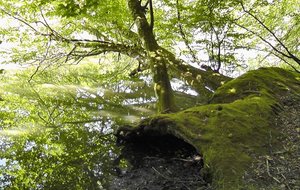 Souche, arbre et Ã©tang.JPG